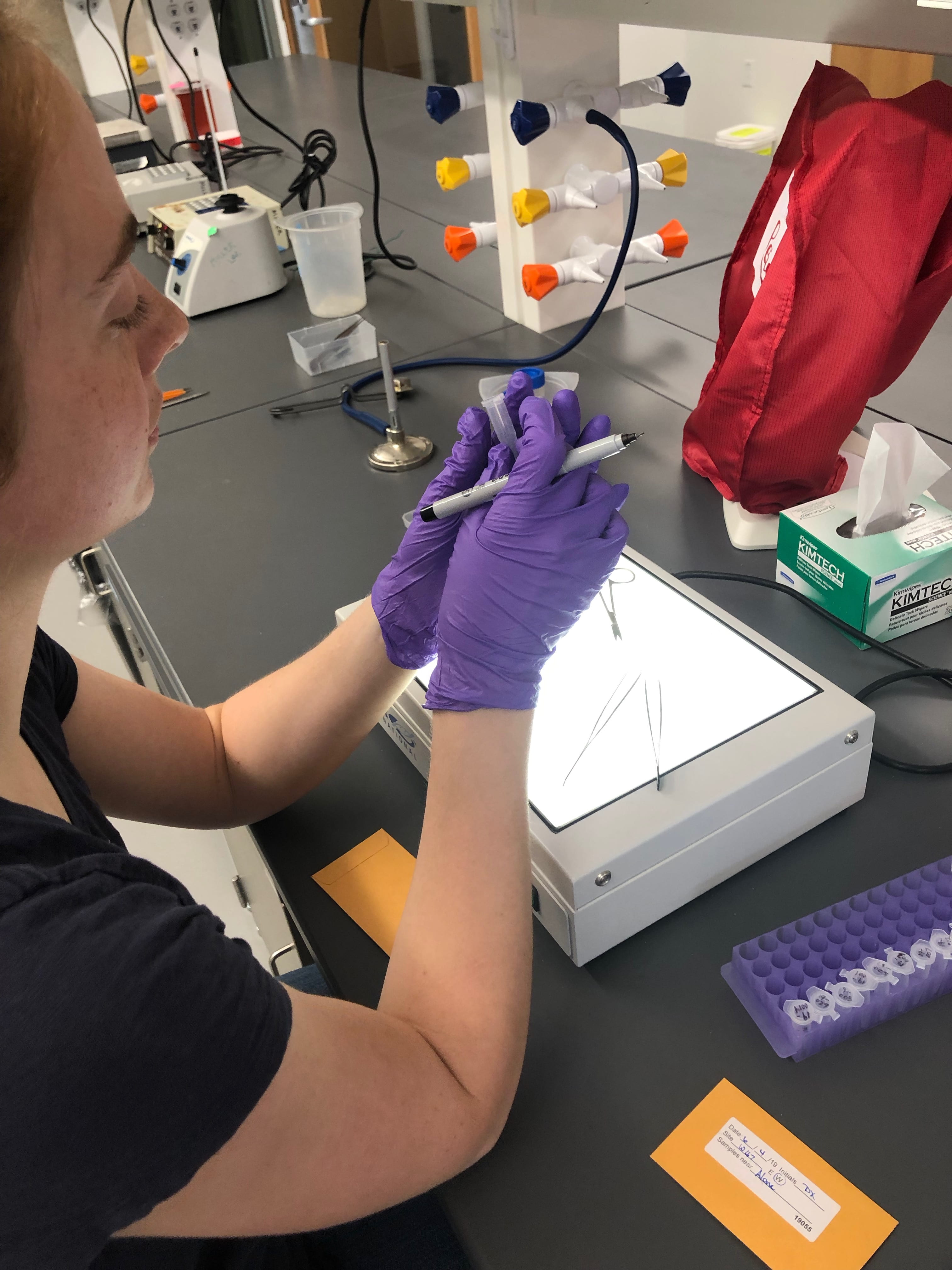 Processing Samples MassBears