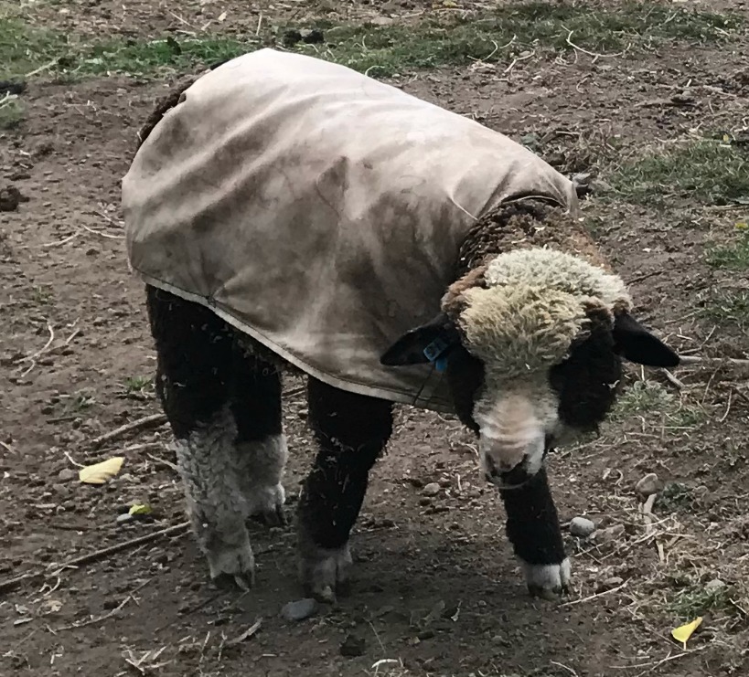 Sheep for sale Massena Meadows