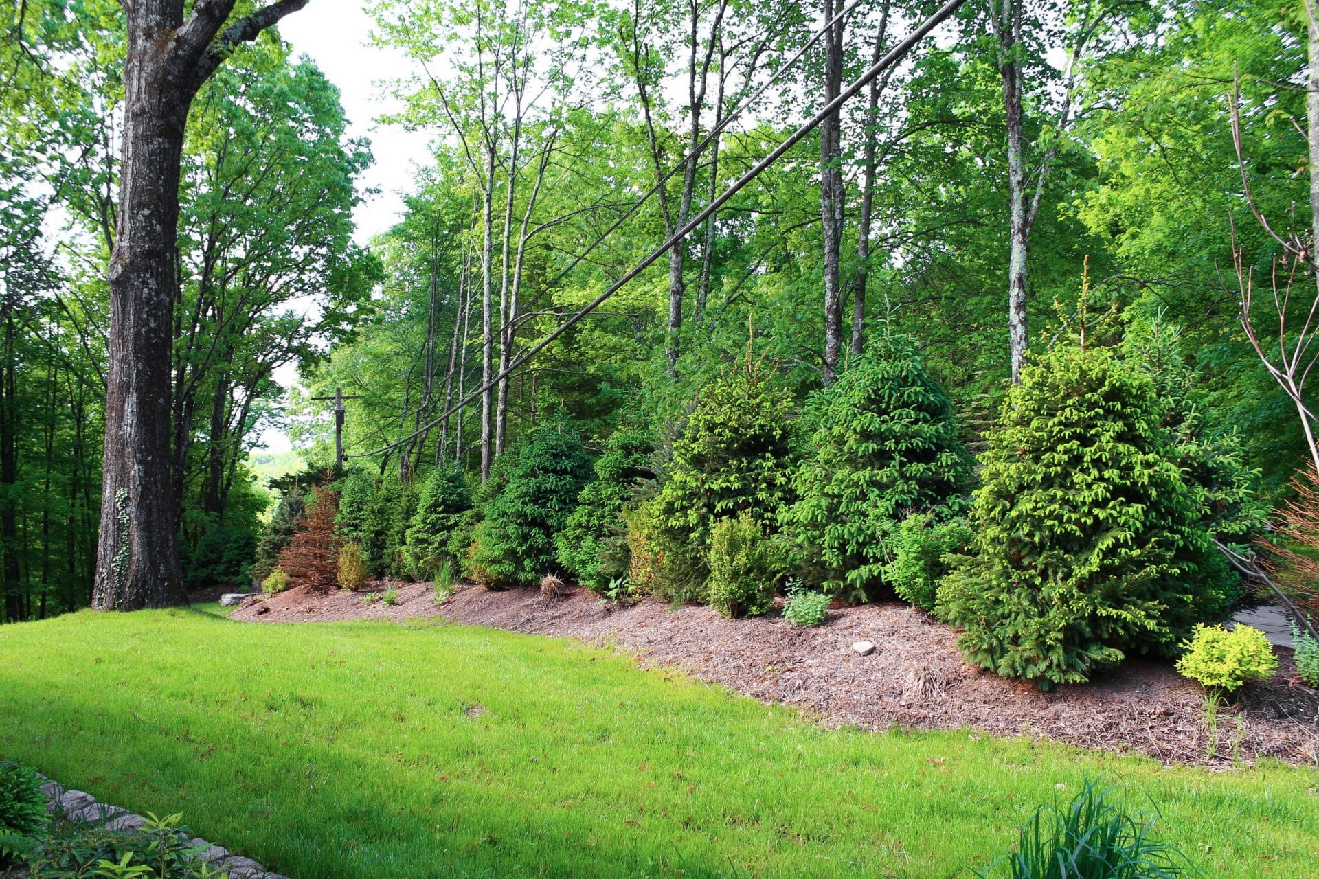 Softscape Services New Paltz NY Shrub, Tree & Plant Installation Masseo Landscape