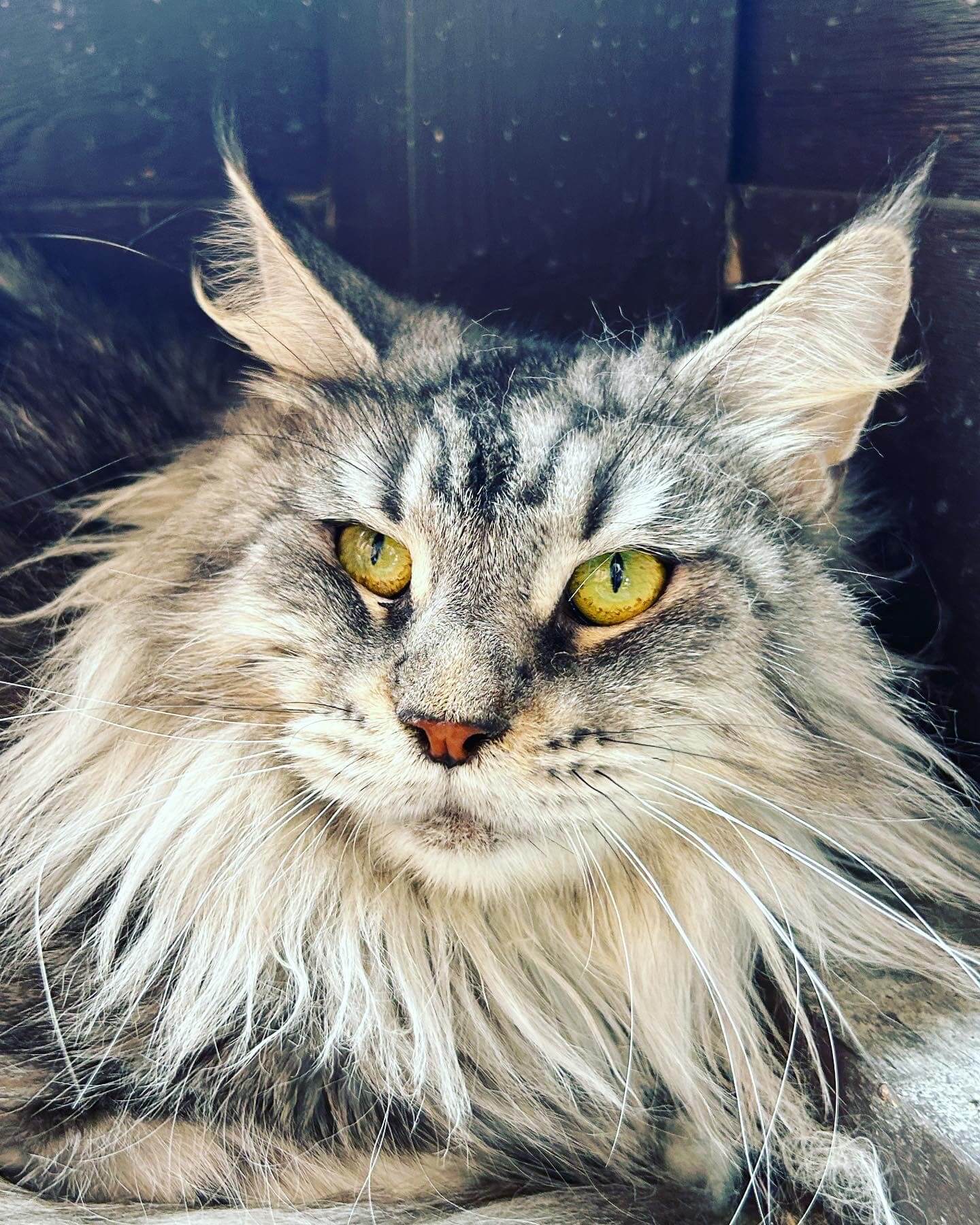 Massive Maine Coons