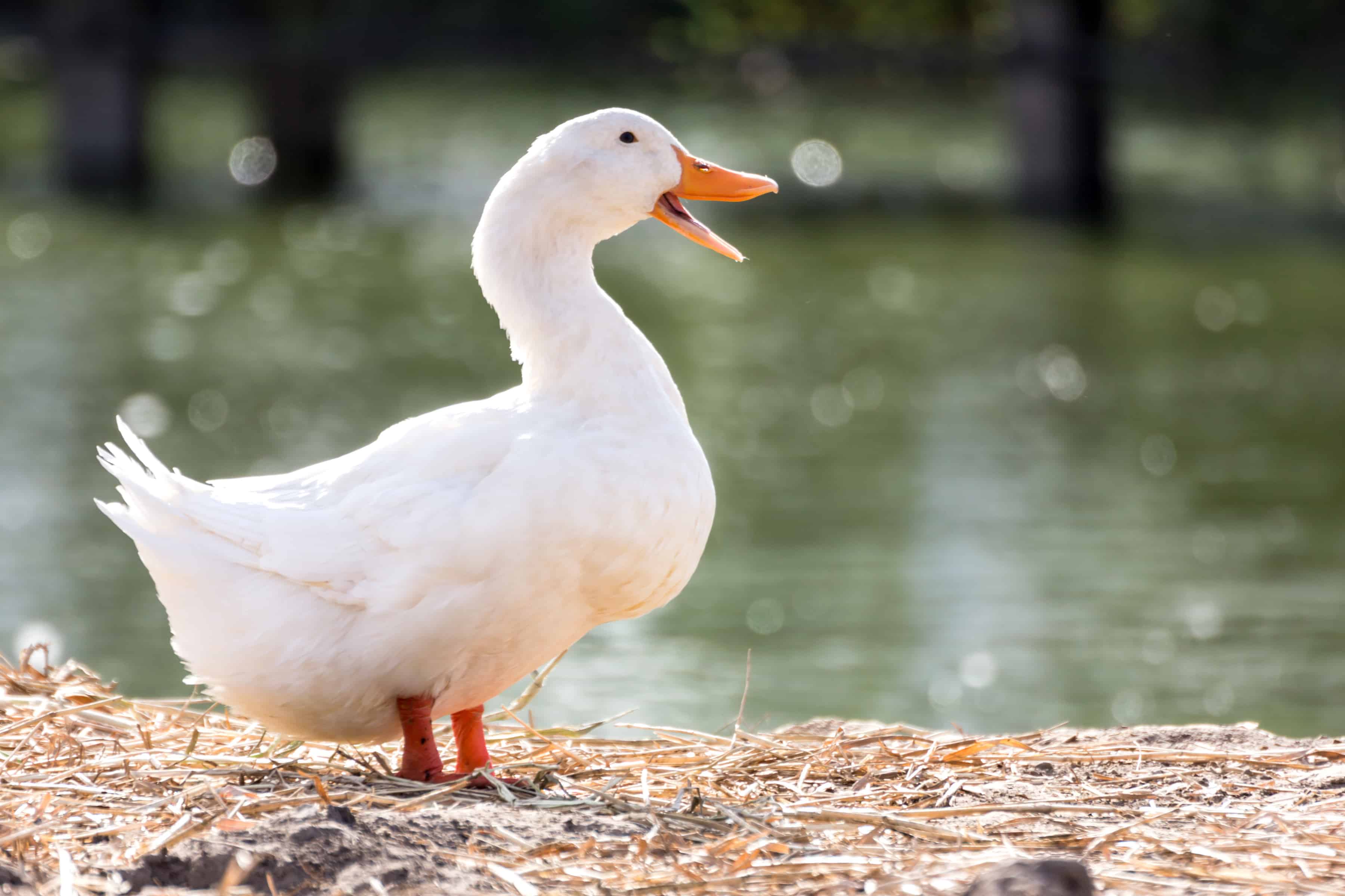 284 Everybody Loves Quacking How a Risky Duck Decision Grew AFLAC’s