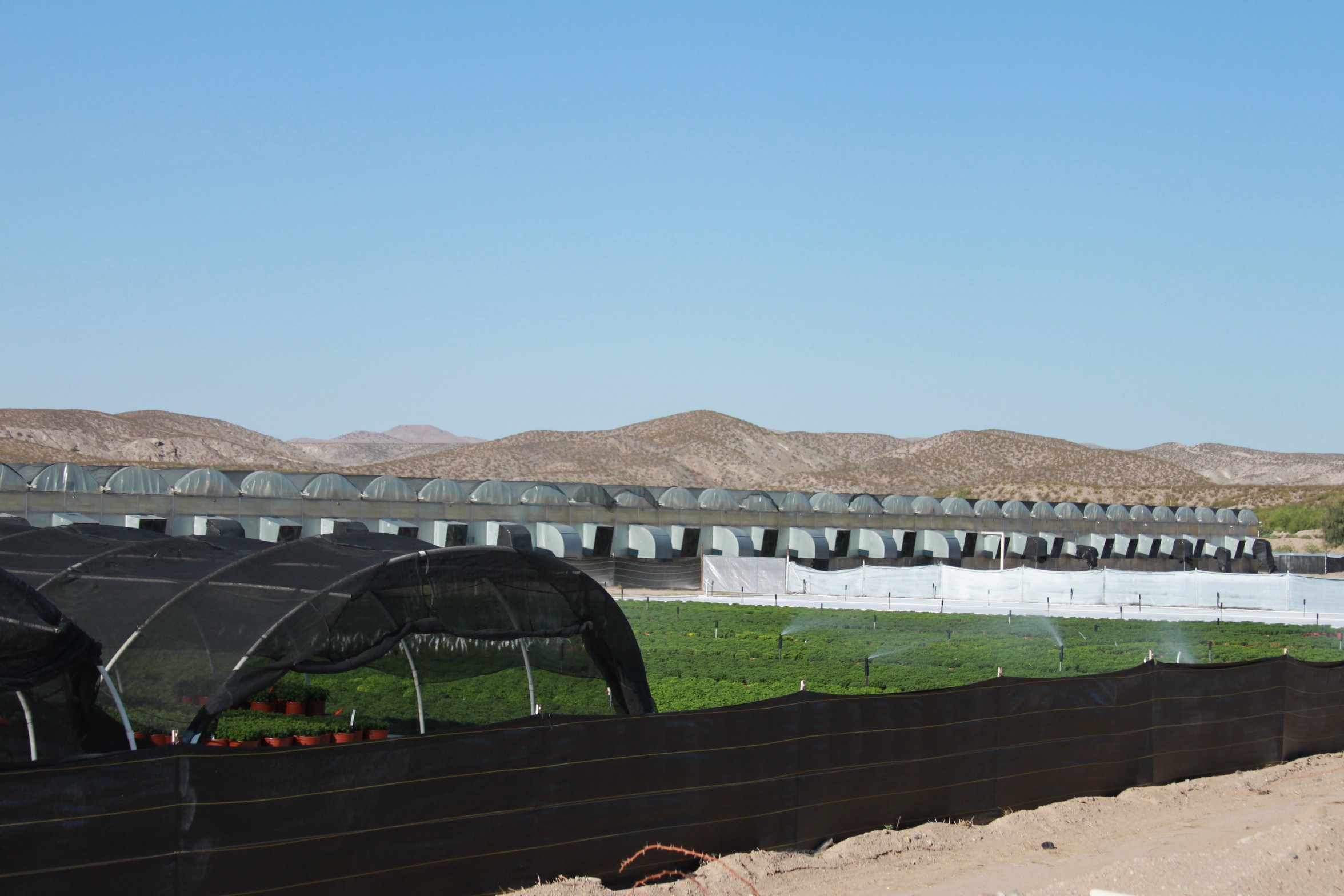 IMG_6331 Masson Farms Of New Mexico