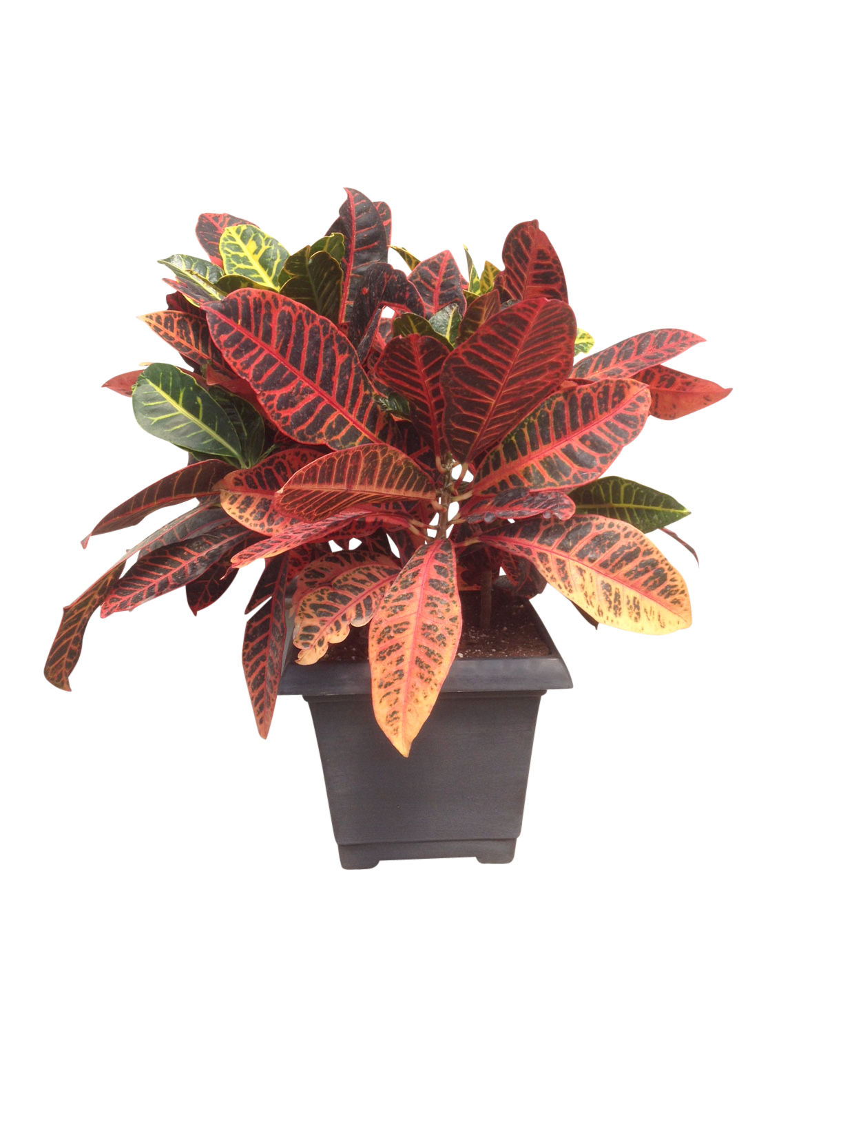 10in Croton Masson Farms Of New Mexico