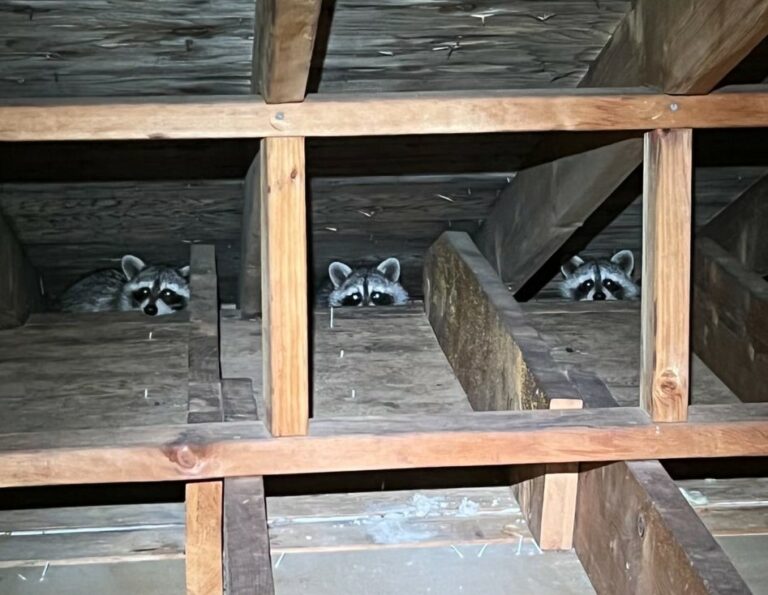 5 Tips On How To Get Rid Of Raccoons In Your Attic Master Attic