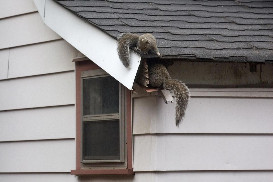 How to Get Rid of Squirrels in Your Attic? Master Attic