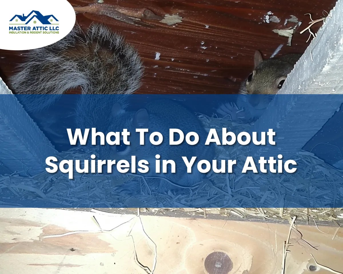 Why Do Squirrels Keep Coming Back in My Attic?