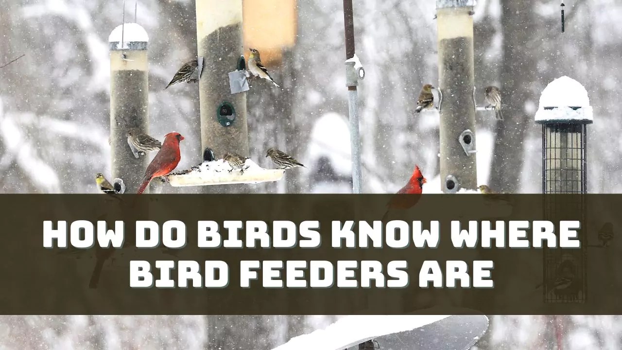 How Do Birds Know Where Bird Feeders Are? (Answered)