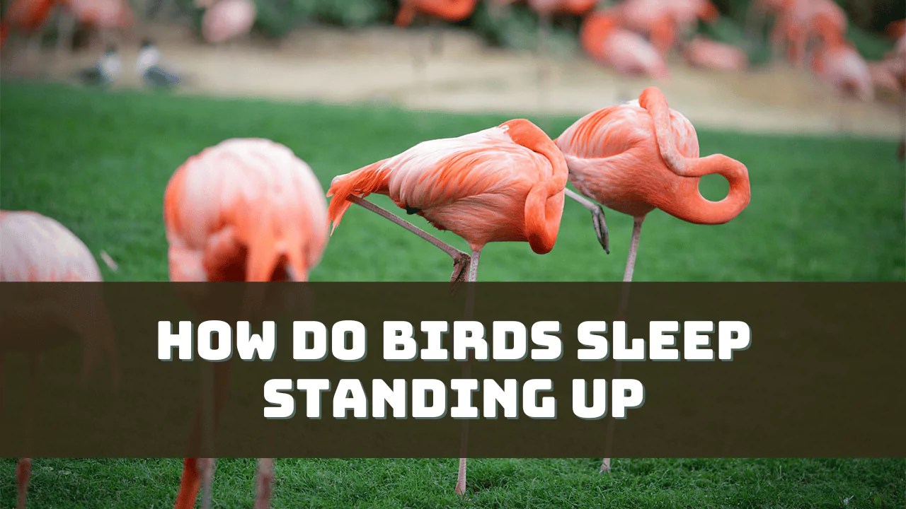 How Do Birds Sleep Standing Up? (Explained)