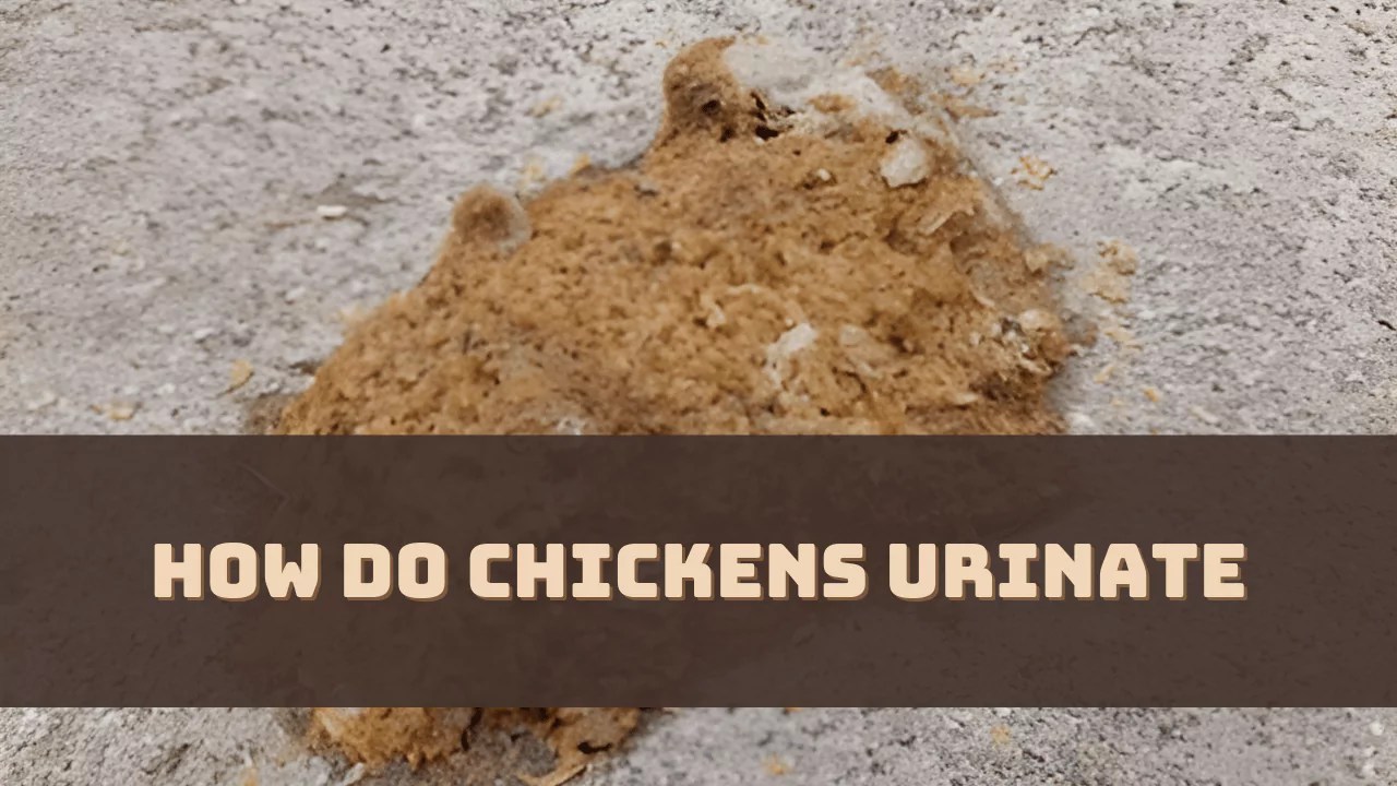 How Do Chickens Urinate? (Unraveling the Mystery)
