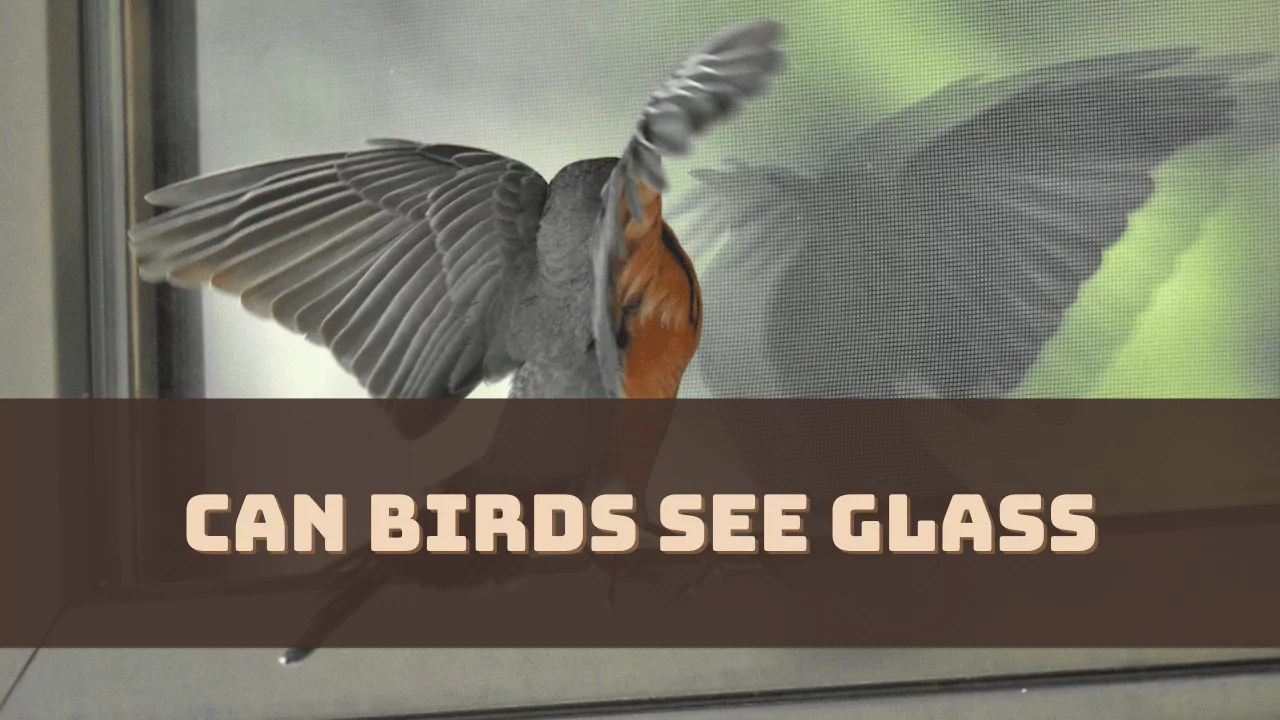 Can Birds See Glass? (Understanding Avian Vision)