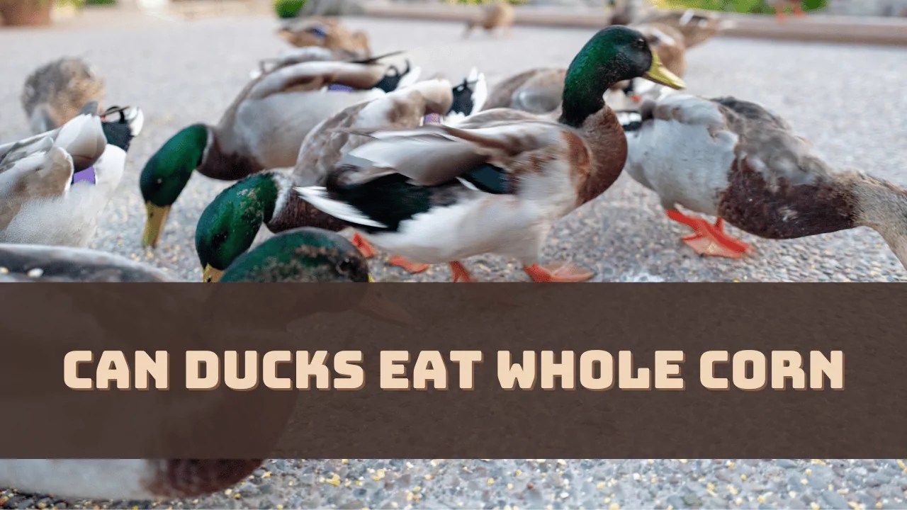 Can Ducks Eat Whole Corn? (What You Need to Know)