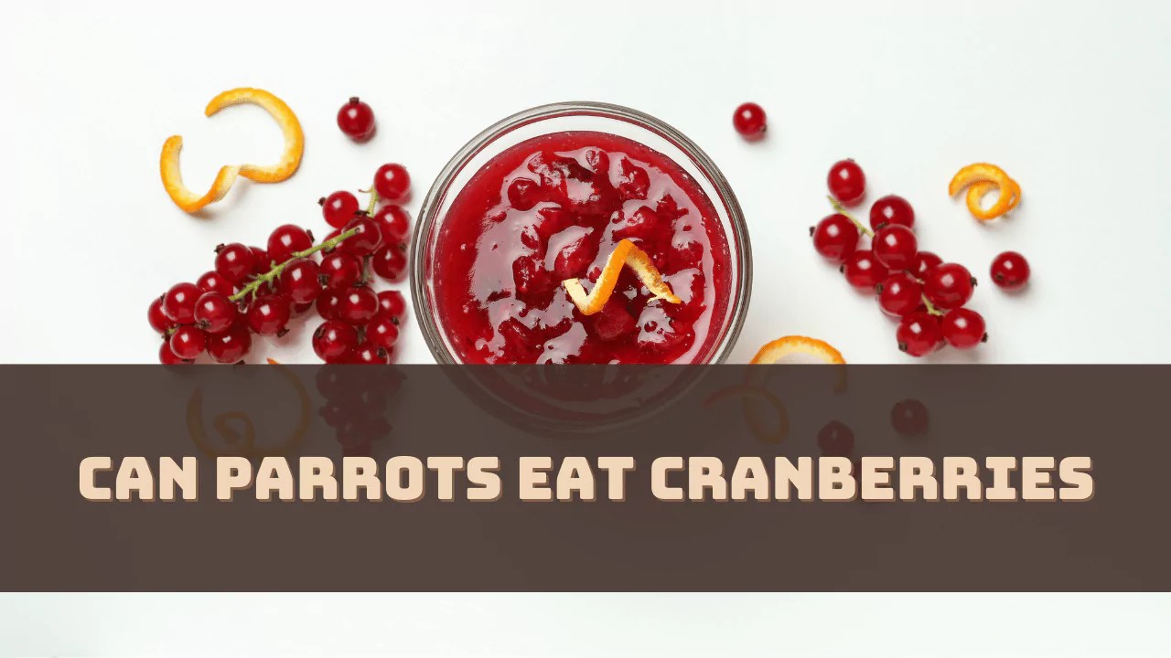 Can Parrots Eat Cranberries? (Answered)