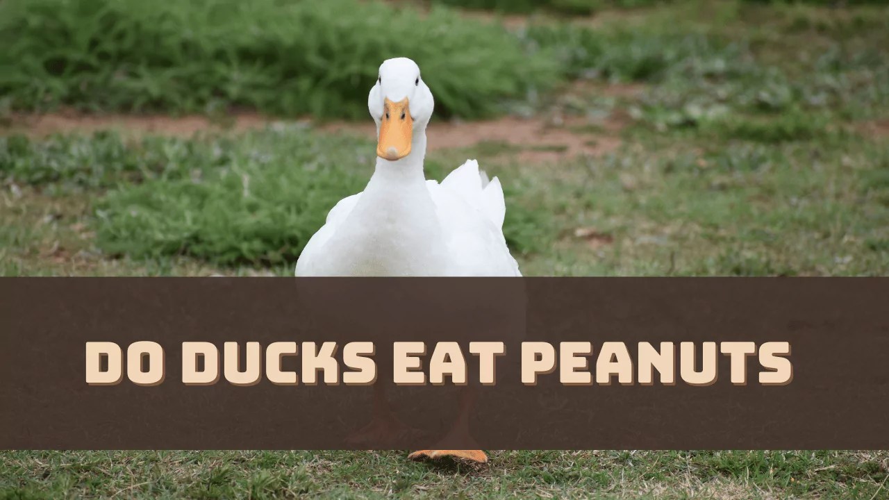 Do Ducks Eat Peanuts? Are Peanuts Safe?