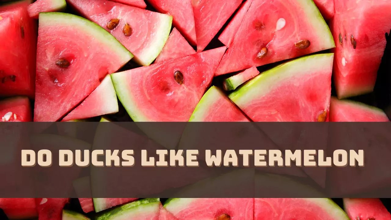 Do Ducks Like Watermelon? [Answered]