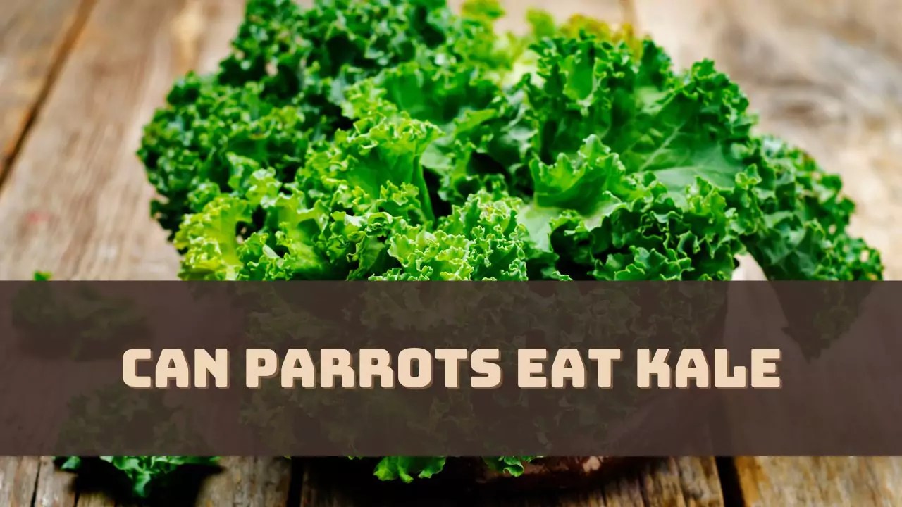 Can Parrots Eat Kale? (Answered)