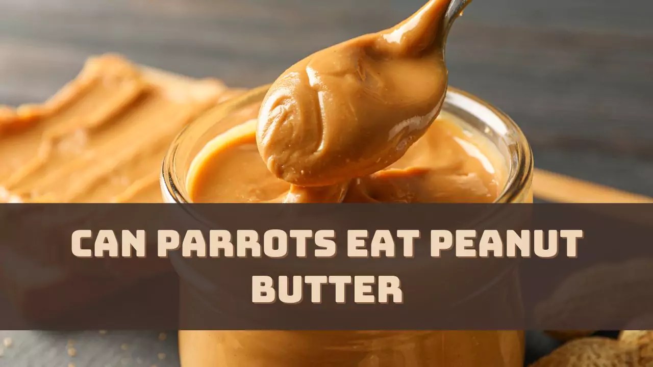 Can Parrots Eat Peanut Butter? (Answered))