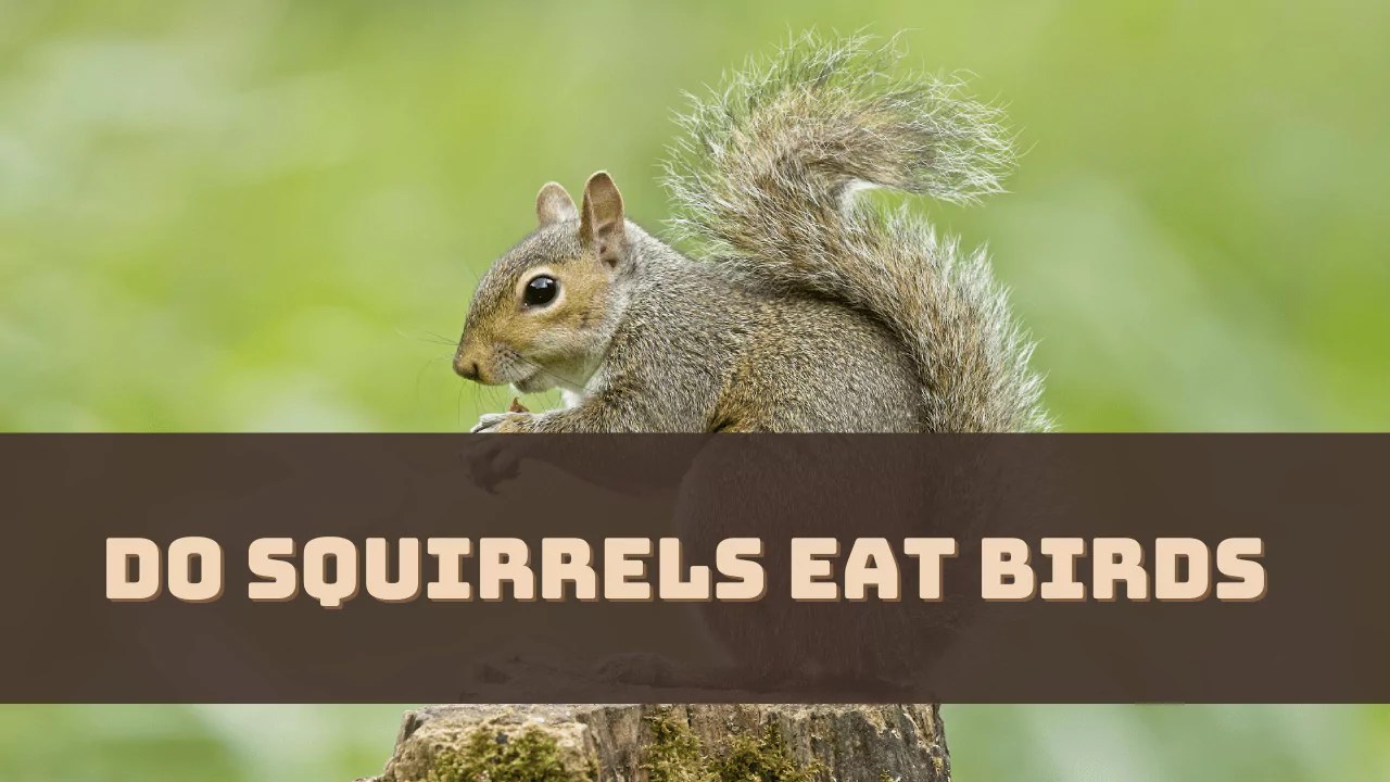 Do Squirrels Eat Birds? (Answered)