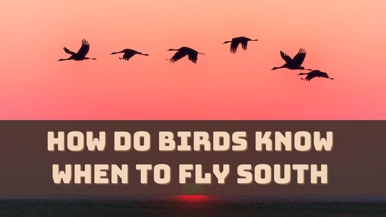 How Do Birds Know When To Fly South? (Explained)