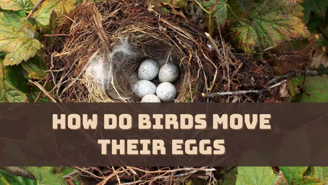 How Do Birds Move Their Eggs? (Explained)
