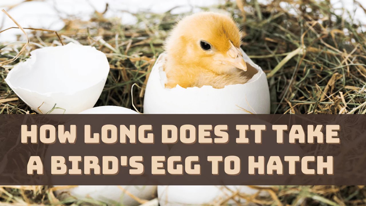 How Long Does it Take a Bird's Egg To Hatch?