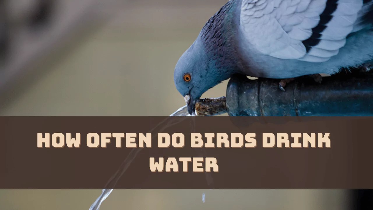 How Often Do Birds Drink Water? (Answered)