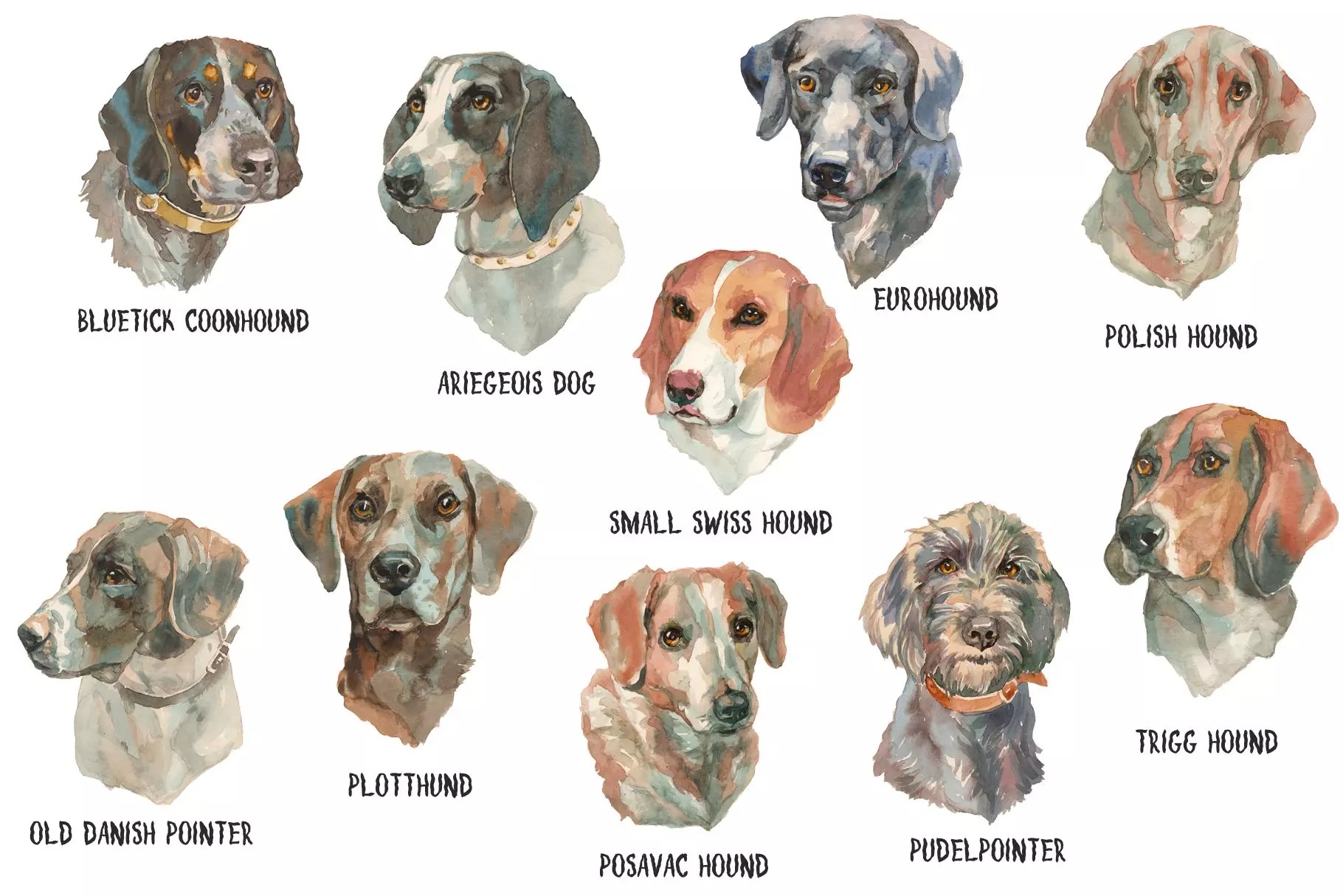 Best Hound Dogs MasterBundles