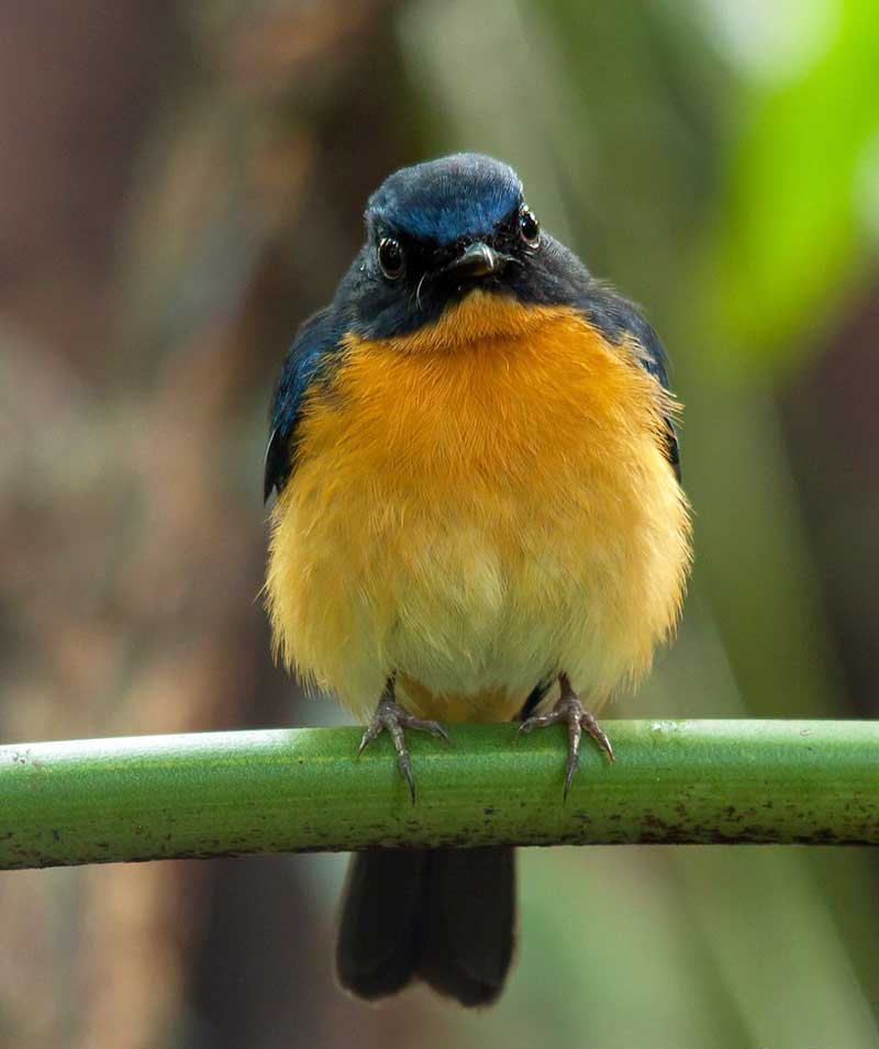 Jenis Burung Tledekan Habitat dan Makananya