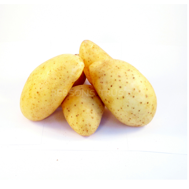 Potatoes (Large) Master Chip and Veg Fruit and Veg wholesale