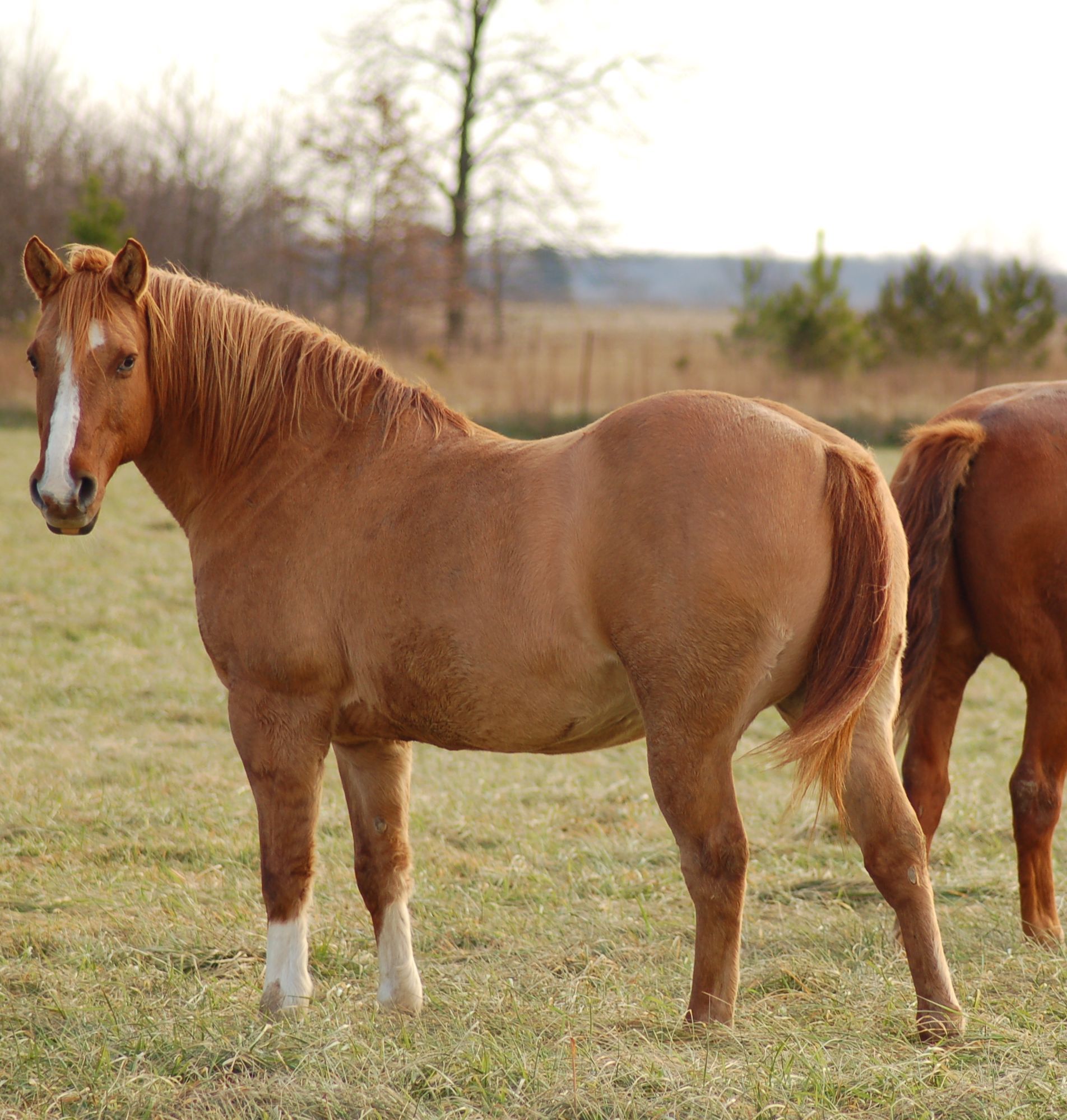 Two Ends of the Spectrum Feeding the Under or Over Weight Horse
