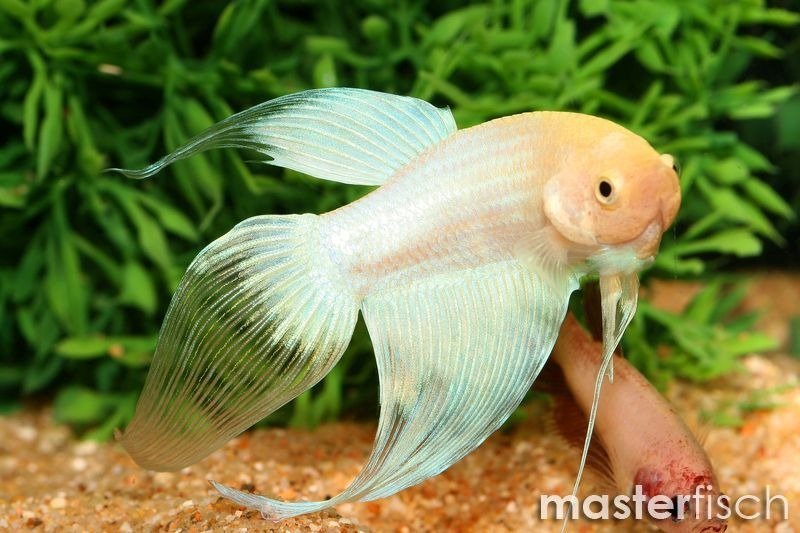 Siamesischer Kampffisch Weiss MasterFisch