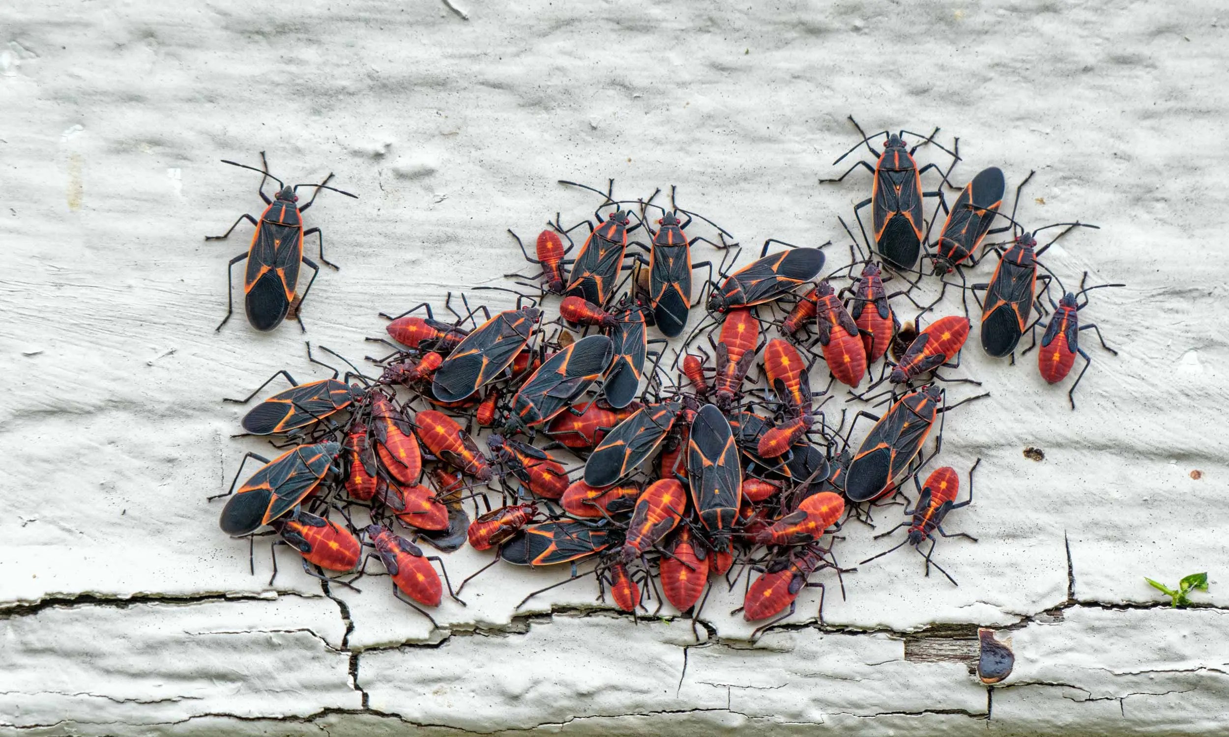 Box Elder Bugs Control Services MasterGuard Pest Control