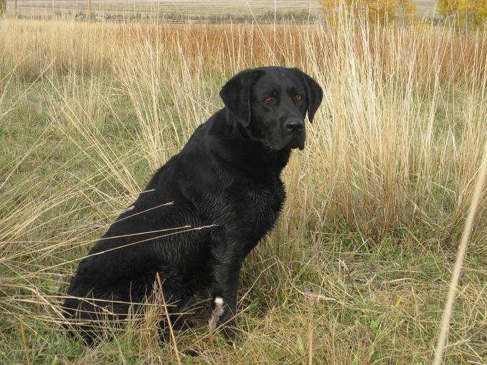 English Labrador puppies . Champion master hunter.