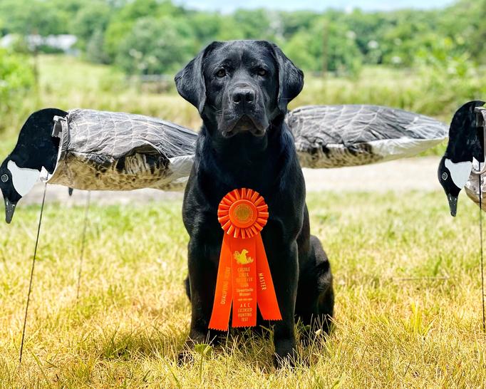 English Labrador puppies . Champion master hunter.
