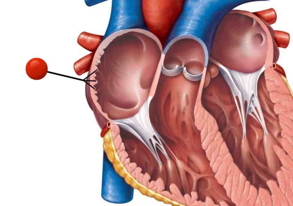 Internal Structure of the Heart (Part 2) Master Medical Terms