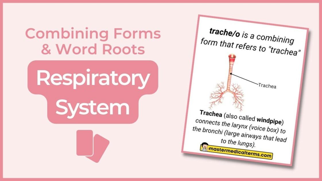 Respiratory System Master Medical Terms