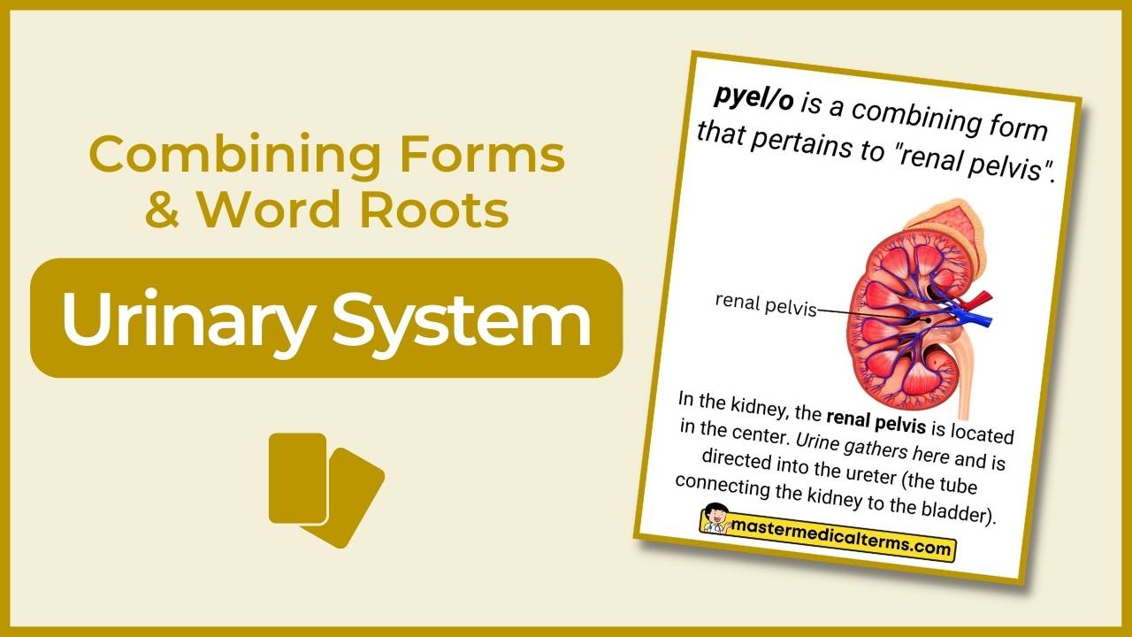 Review Flashcards Master Medical Terms