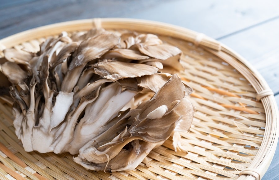 Finding the Best Mushrooms for Dogs to Boost Their Health