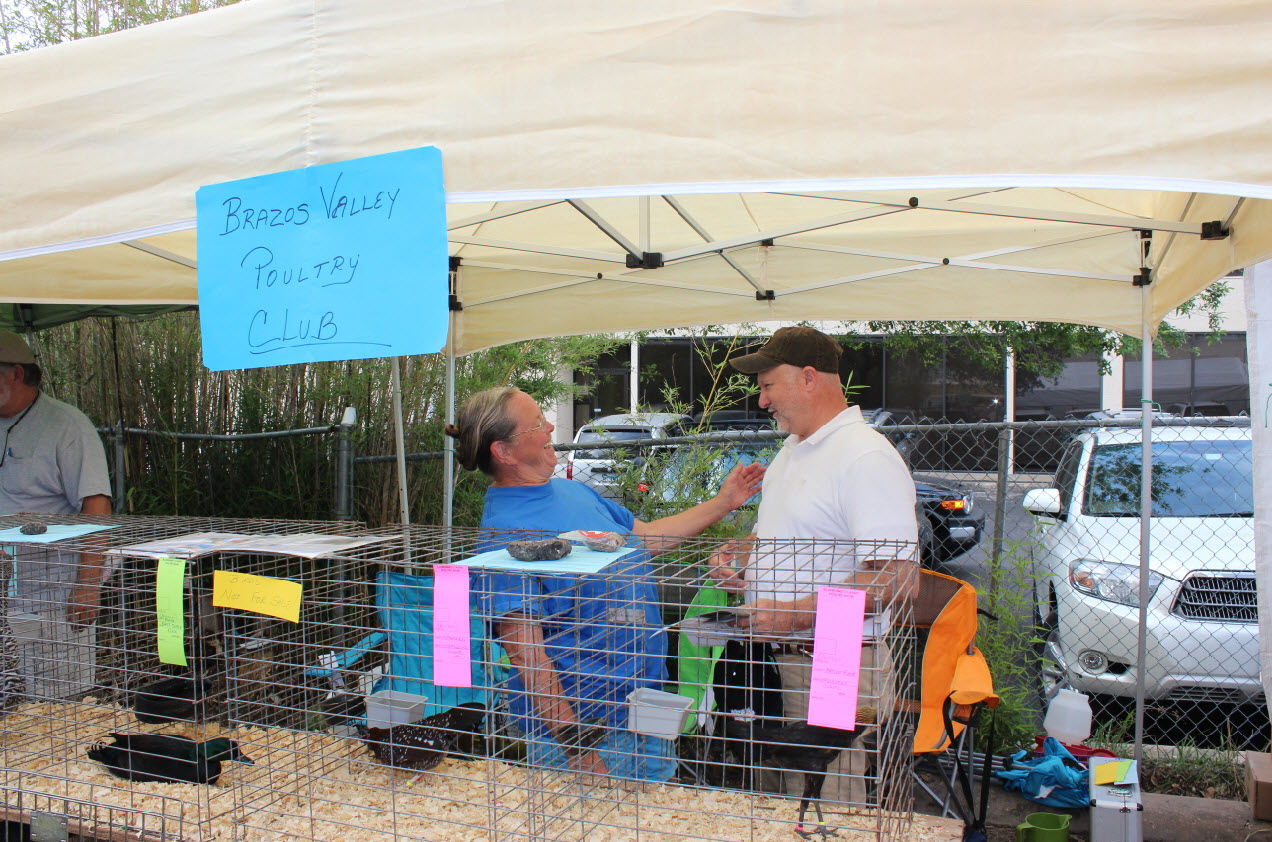 Austin’s Funky Chicken Coop Tour