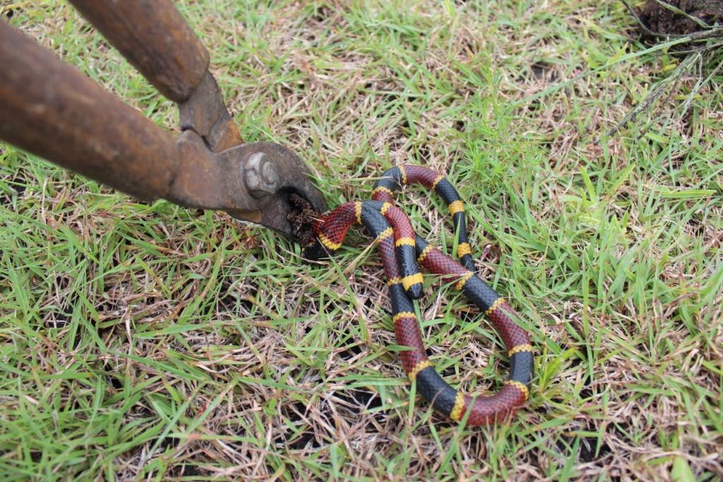 Red and Yellow Kill A Fellow