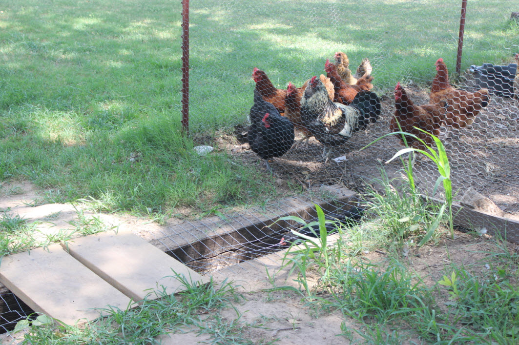 Gardening With Chickens