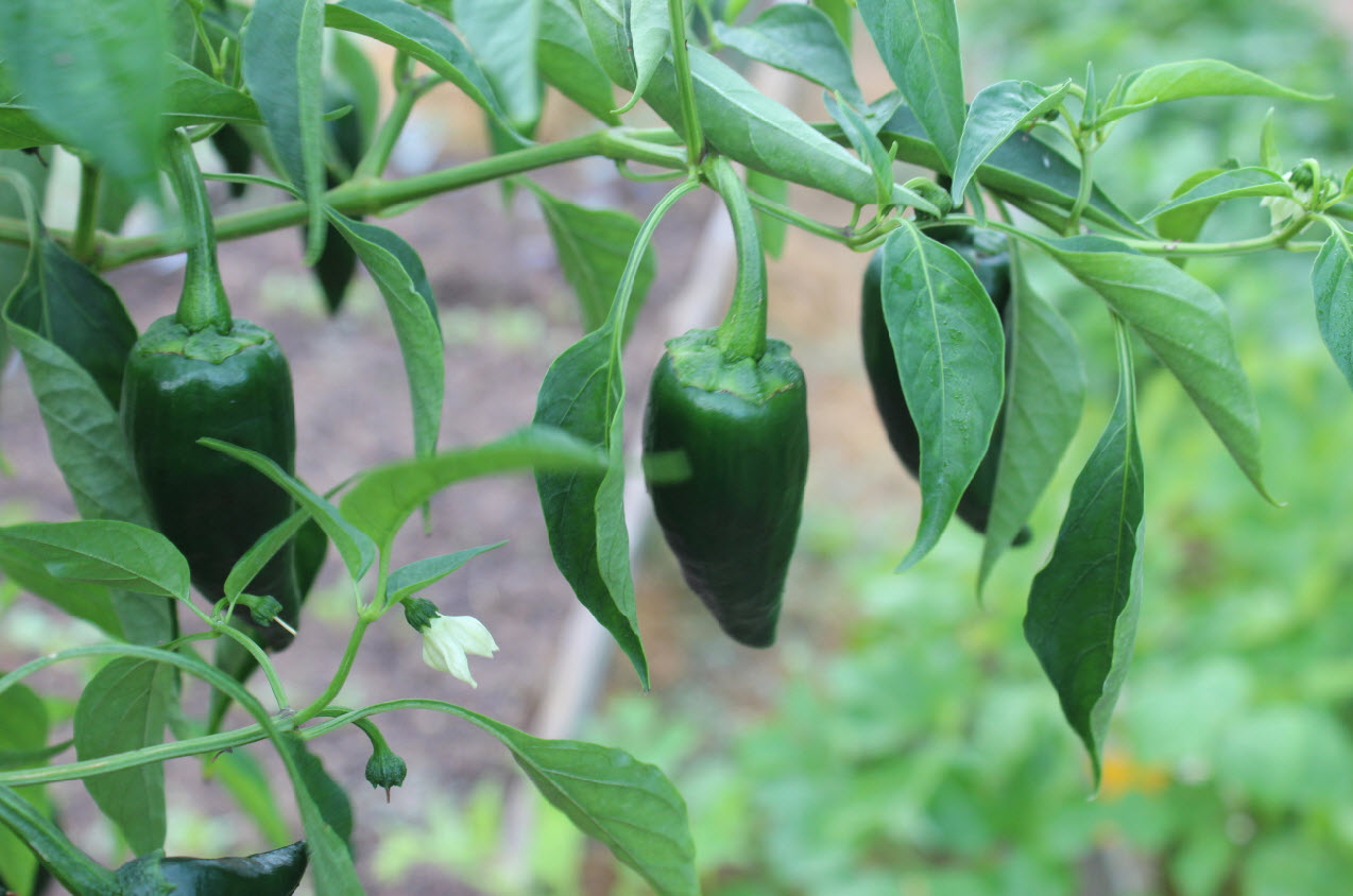 Growing Poblano Peppers (Capsicum annuum v Poblano)