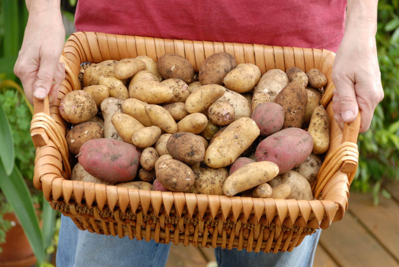 It’s TaterPlantin’ Time! by Patty Leander