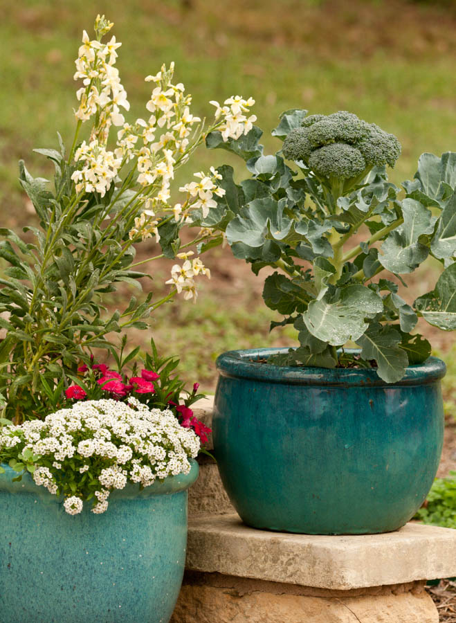 Container Grown Broccoli