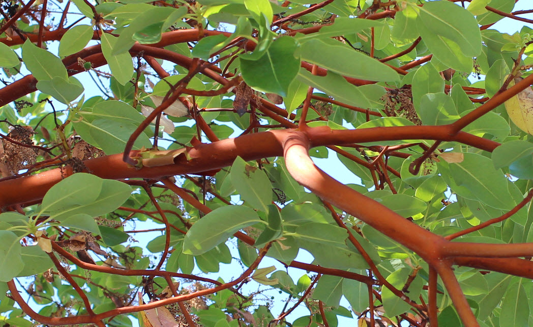 Madrone tree