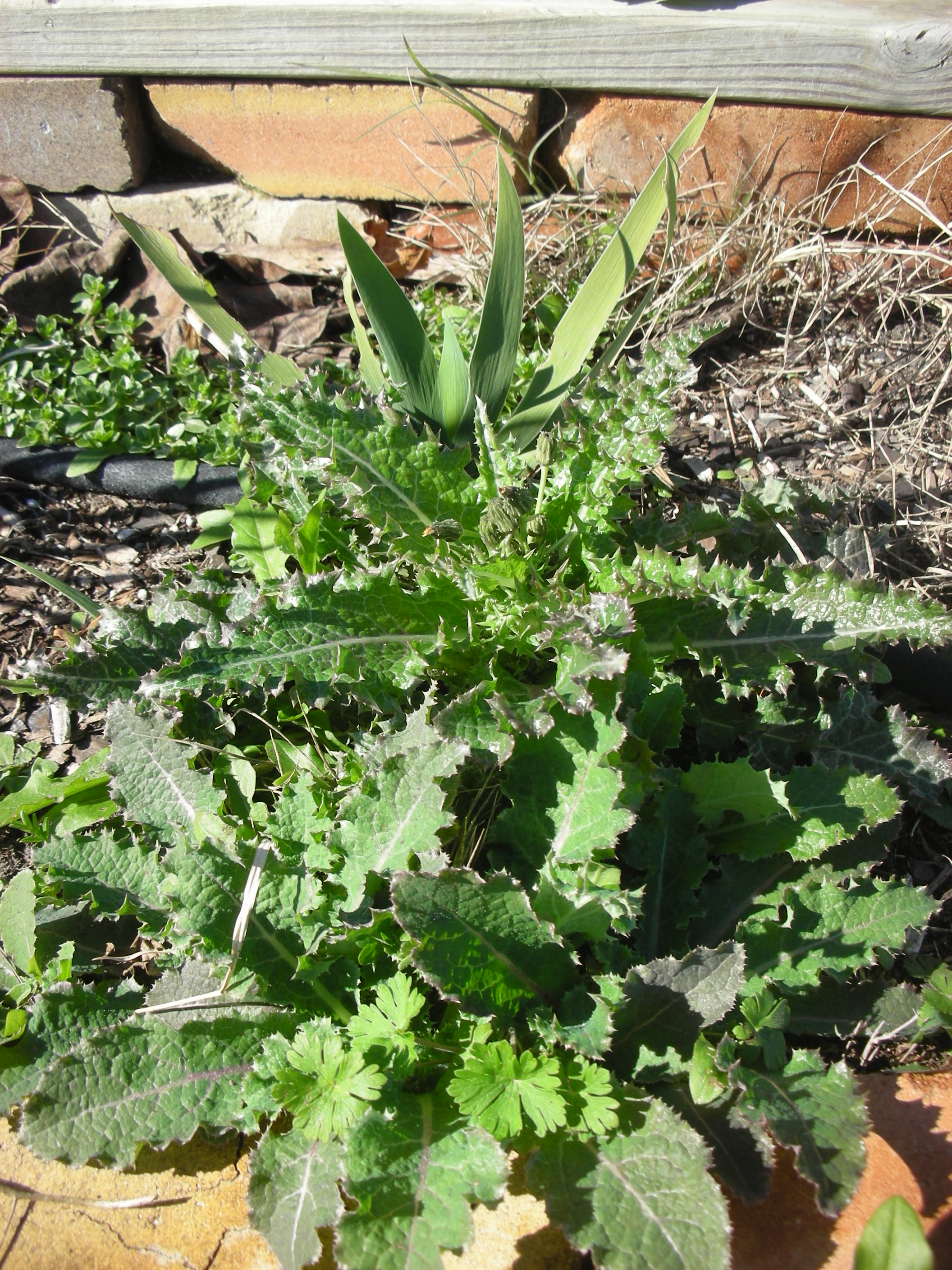 Horticultural Molasses