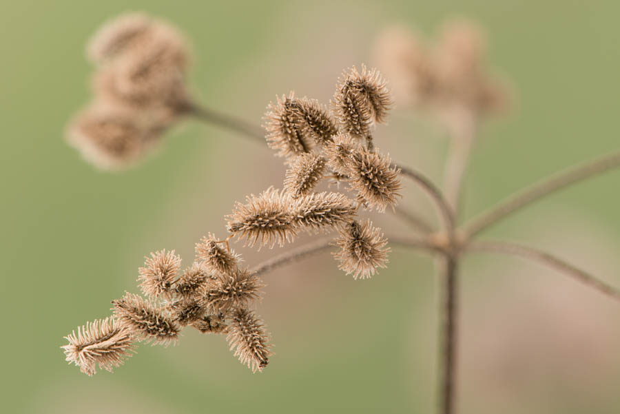Beggar’s Lice