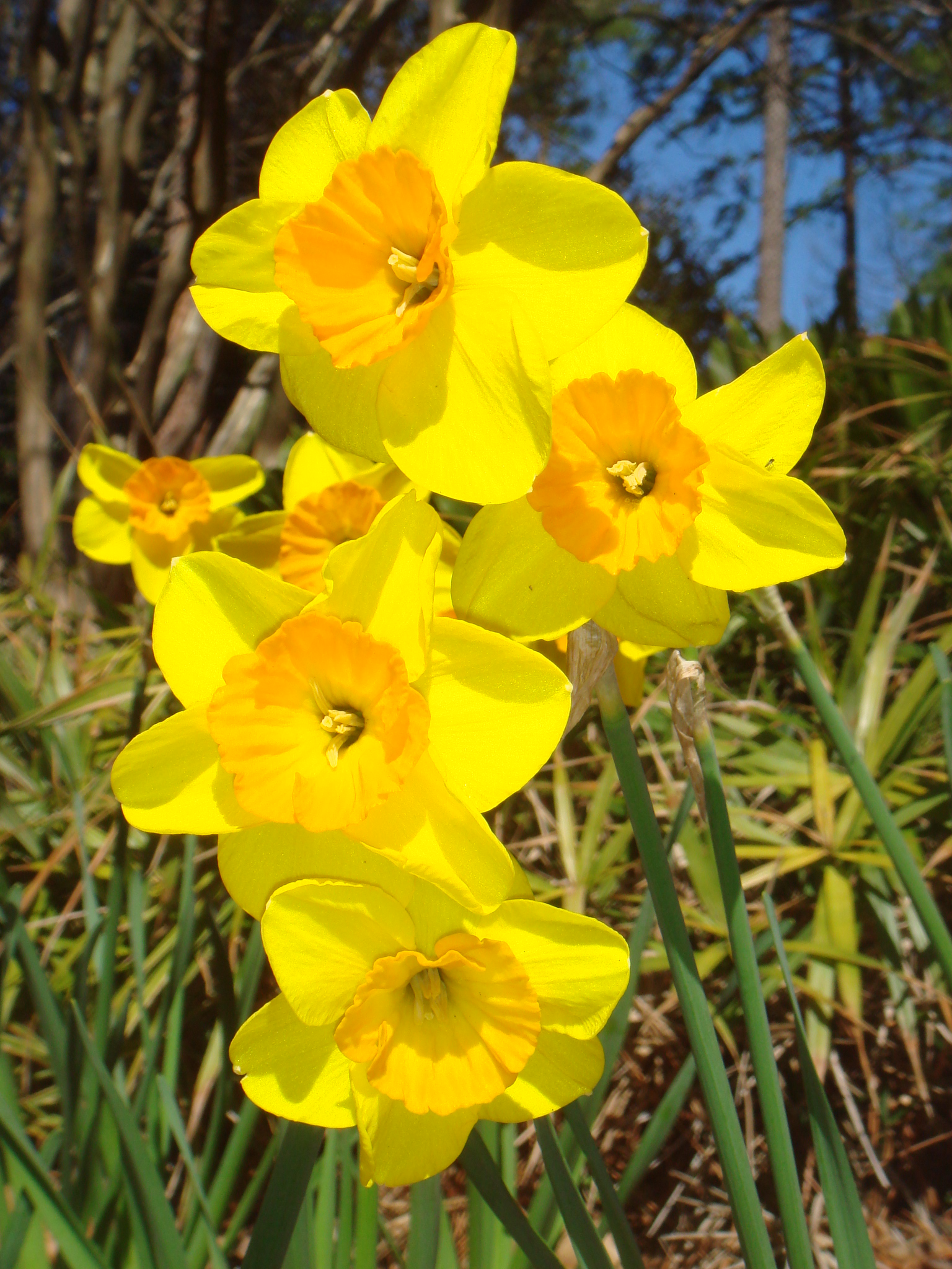 Giving a Gift of Flowers RussianStyle Master Russian Blog