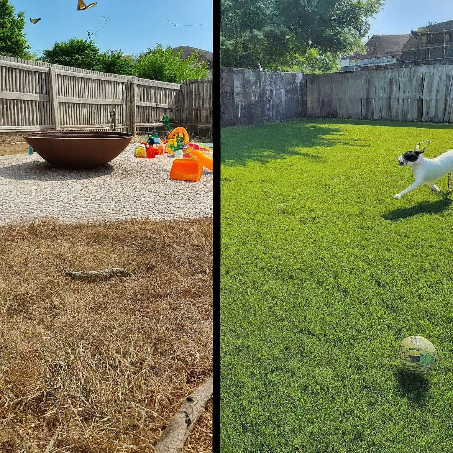 Dog Poop Clean Up Service, For Businesses The Master Scoopers, Have