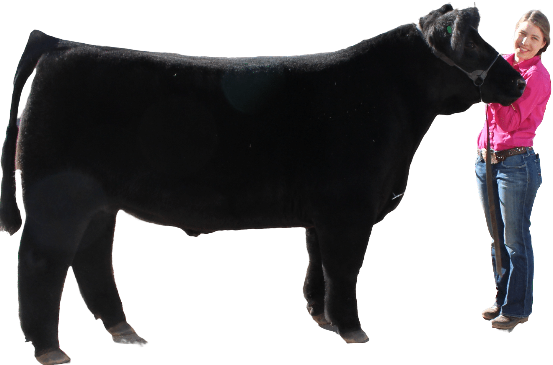 Considerations For Club Calf Selection Master Showmanship