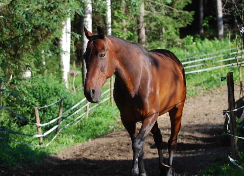 The Bladder Meridian to the Rescue! Masterson Method